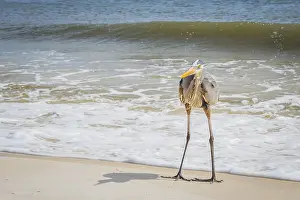 A large wading bird chilling around the coastline of Pensacola