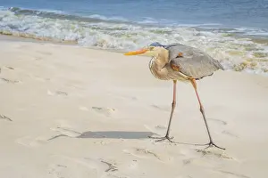 A large wading bird chilling around the coastline of Pensacola