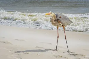 A large wading bird chilling around the coastline of Pensacola