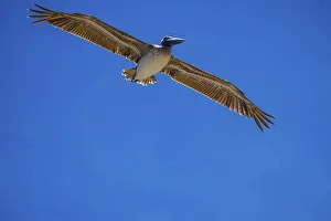 Large water birds gliding through the sky and enjoying the breeze of it