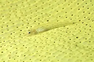 Large Whip Goby or White-line Seawhip Goby (Bryaninops amplus)