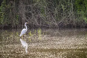 A large white common bird chilling around the park of Welasco