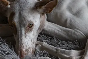 A large white dog with brown spots