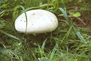 A large white fungus growing in the forest among grass and moss with conifers
