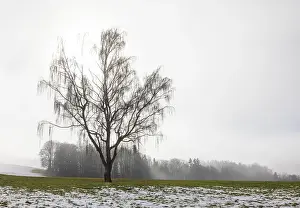 Large willow tree with drooping branches on snow-covered meadow in fog