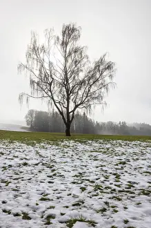 Large willow tree with drooping branches on snow-covered meadow in fog