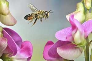 Large Willughby's Leafcutter (Megachile willughbiella)