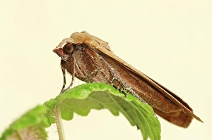 Large Yellow Underwing Moth (Noctua pronuba)
