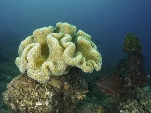 Category Wildlife DE Prints: Large yellowish coral structure
