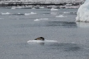 Largha seal (Phoca largha) on an ice floe