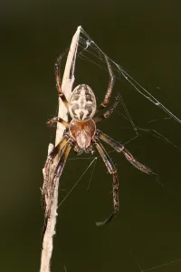 Larinioides cornutus