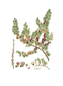 Larix laricina or American larch, Larix laricina, Pinus microcarpa, Red larch, tree, digitally improved reproduction of an original by Aylmer Bourke Lambert (1761 - 1842), English botanist, published around 1810