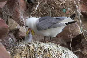 Larus tridactylus, Kittiwake, kittiwakes (Rissa tridactyla)