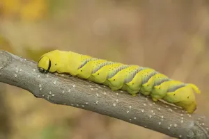 Larva (caterpillar) of butterfly Deaths Head Hawkmoth follows the branch