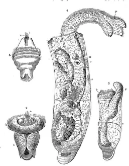 Larva of Dentalium in various stages of development