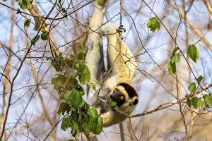 Larval sifaka (Propithecus verreauxi)