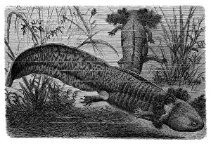 Larvas of the axolotl (Ambystoma mexicanum)