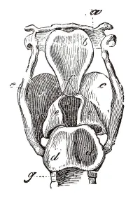 Larynx, anatomical illustration