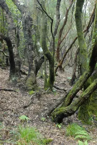 Las Mercedes Lauraceae forest, Tenerife