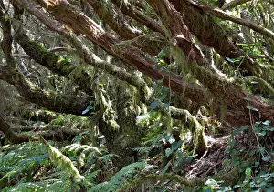 Las Mercedes, Laurel forest, Tenerife