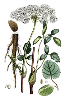 Laserpitium latifolium, digital reproduction of a historical original