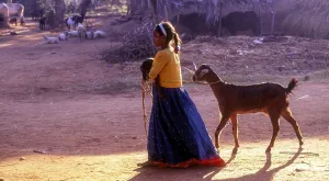 Lass taking along goat and lamb at Kokkarebellur