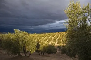 Late afternoon light strikes olive grove
