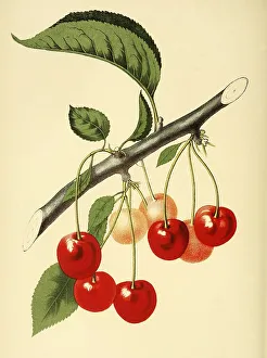 The Late Duke Cherry, digitally processed reproduction of a watercolour drawing from 1856