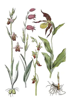 Late spider-orchid (Ophrys holoserica)