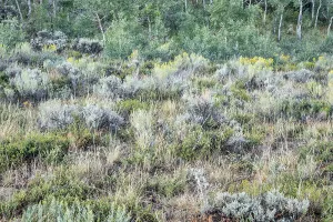 Late summer tapestry of aspen trees