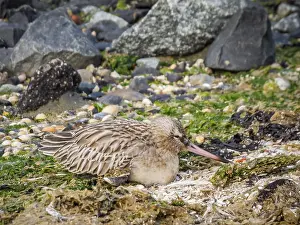 Lateral full length view of a brooding redshank (lat)
