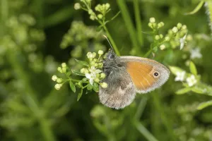 Lateral macro shot of a small butterfly on a white flower in front of a blurred green background