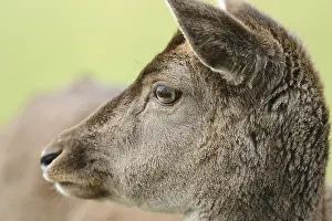 Lateral profile of a roe deer with focus on the eye and the fur in front of a blurred background