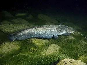 Lateral view of catfish (Silurus glanis)
