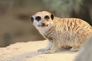 Lateral view of a meerkat (Suricata suricatta)