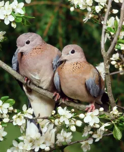 Laughing Doves (Streptopelia senegalensis)