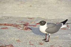 A Laughing Gull (Leucophaeus Atricilla) is on Indian Rocks Beach