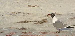 A Laughing Gull (Leucophaeus Atricilla) on Indian Rocks Beach