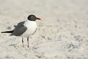 A Laughing Gull (Leucophaeus Atricilla) on Indian Rocks Beach