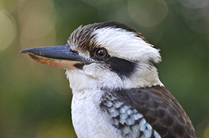 Laughing Kookaburra (Dacelo novaeguineae)