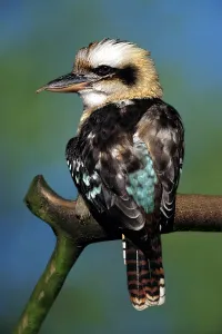 Laughing kookaburra (Dacelo novaeguineae) Kookaburra