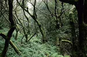 Laurel forest