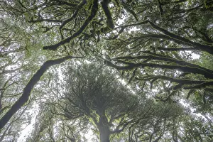 Laurel Forest, Epina, La Gomera, Spain