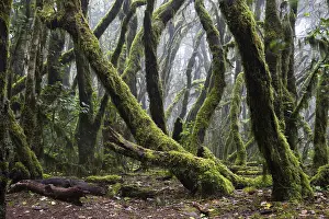Laurel forest in Garajonay National Park