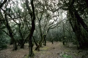 Laurel forest on La Gomera
