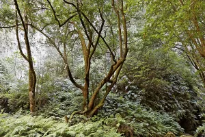 Laurel forest (Laurisilva) Levada do Rei (Ribeiro Bonito)