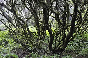 Laurel forest and tree heath, Hoya del Fileba