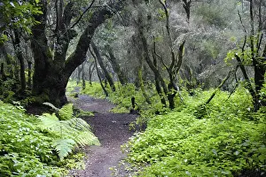 Laurel forest and tree heath, Hoya del Fileba
