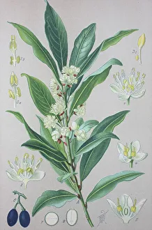 Laurel (Laurus nobilis), historical illustration from 1885