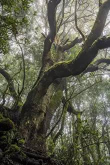 Laurel tree with mosses and lichens in the cloud forest